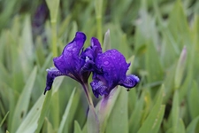 Susam Çiçeği Özellikleri ve Faydaları Nelerdir?